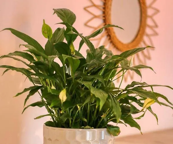 Апартаменти Inspiration Station - My Joyful, Cosy&inviting - Smart Thermostat - Private Parking - Ior Park - Long Term Price Cuts *